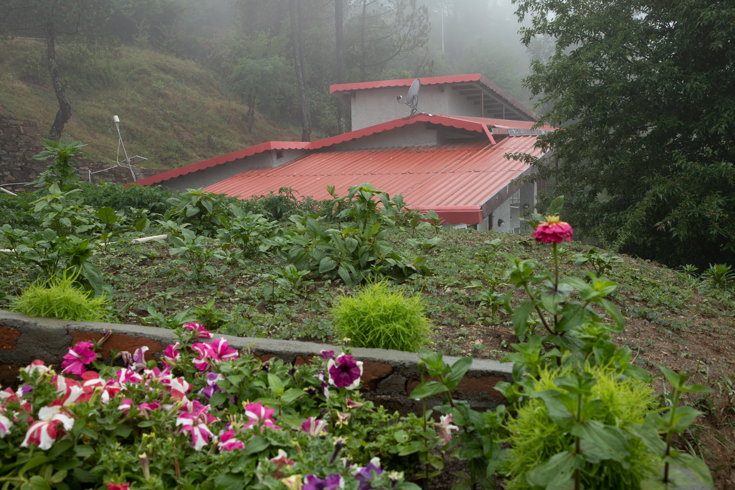 The roof seen from the adjacent vegetable patch